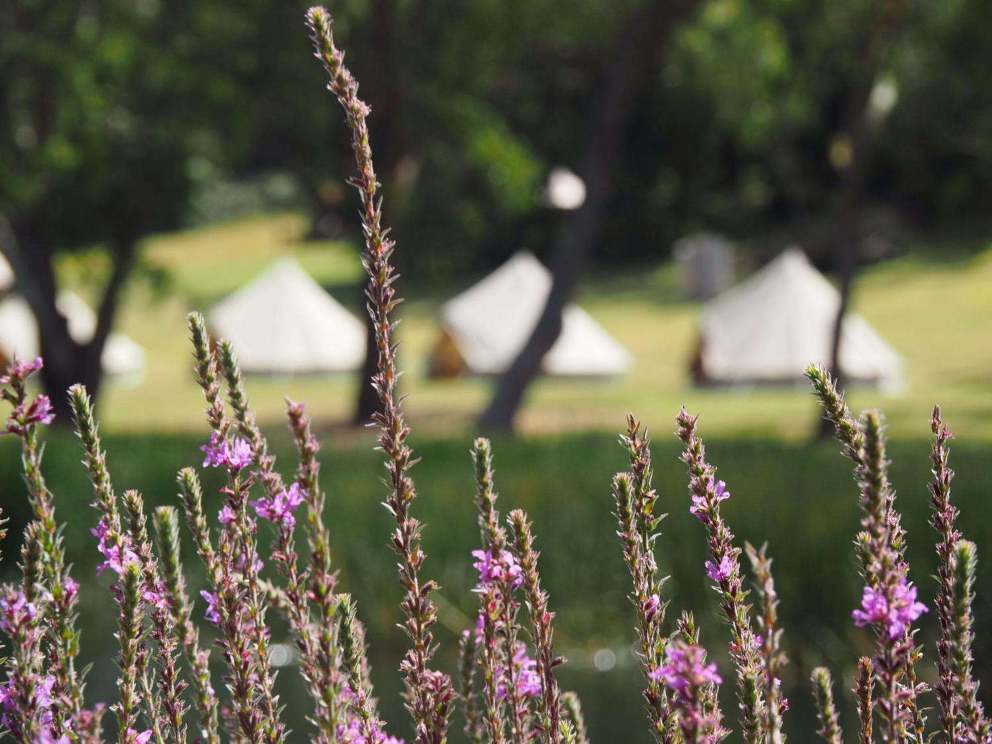 Iluka Retreat Glamping Village Red Hill South ภายนอก รูปภาพ